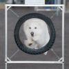 2012_agility-plausch_MHS5040