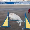 2012_agility-plausch_MHS5063