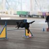2012_agility-plausch_MHS5082