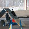 2012_agility-plausch_MHS5181