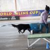 2012_agility-plausch_MHS5246