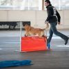 2012_agility-plausch_MHS5287