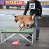 2012_agility-plausch_MHS5347