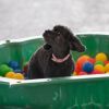2012_agility-plausch_MHS5352