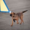 2012_agility-plausch_MHS5408