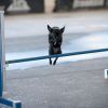 2012_agility-plausch_MHS5436