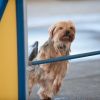 2012_agility-plausch_MHS5476