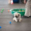2012_agility-plausch_MHS5562