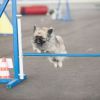 2012_agility-plausch_MHS5578