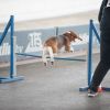 2012_agility-plausch_MHS5626