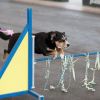 2012_agility-plausch_MHS5685