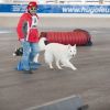 2012_agility-plausch_MHS5703