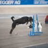 2012_agility-plausch_MHS5745