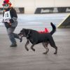 2012_agility-plausch_MHS5764