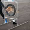 2012_agility-plausch_MHS5865