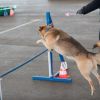 2012_agility-plausch_MHS5866