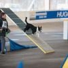 2012_agility-plausch_MHS5907