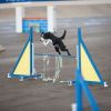 2012_agility-plausch_MHS5918
