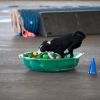 2012_agility-plausch_MHS5920
