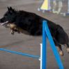 2012_agility-plausch_MHS5952