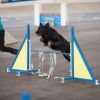 2012_agility-plausch_MHS5965