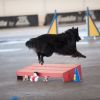 2012_agility-plausch_MHS5974