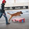 2012_agility-plausch_MHS6023