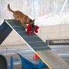 2012_agility-plausch_MHS6083