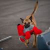2012_agility-plausch_MHS6085
