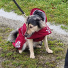 2024_hundeplus_anlaesse_403553fd-839b-41ff-9a53-017f0bccf1de