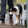 2024_hundeplus_anlaesse_4bb5825a-e7a6-43dd-ab3d-4e0eb7893722