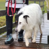 2024_hundeplus_anlaesse_5949bd85-9fb6-4b6b-9b3a-e7918e35086f