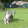 2021_hundeplus_dinopark_13a69fbe-c00b-491b-8f3f-017419341a19