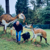 2021_hundeplus_dinopark_4bbcdb9a-6c4c-47e6-90c7-d605de9e7250