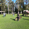 2021_hundeplus_dinopark_5a01527e-fe6a-4089-aa0e-ac02dfb8cbc3