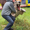 2021_hundeplus_dinopark_71948daf-8331-46e8-98e3-6d81b11c6951