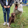 2021_hundeplus_dinopark_7555478c-1c4d-4259-a040-ca91444840f8