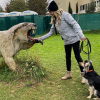 2021_hundeplus_dinopark_IMG_2058