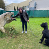 2021_hundeplus_dinopark_IMG_2065