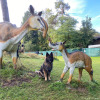 2021_hundeplus_dinopark_IMG_2365