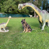 2021_hundeplus_dinopark_IMG_2368