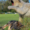 2021_hundeplus_dinopark_IMG_2416