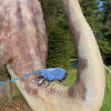 2021_hundeplus_dinopark_IMG_2418