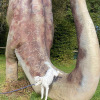 2021_hundeplus_dinopark_IMG_2434