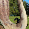 2021_hundeplus_dinopark_IMG_2440