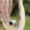 2021_hundeplus_dinopark_IMG_2449