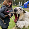 2021_hundeplus_dinopark_IMG_2622