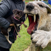 2021_hundeplus_dinopark_IMG_2627