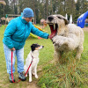 2021_hundeplus_dinopark_IMG_2637