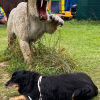 2021_hundeplus_dinopark_IMG_2638